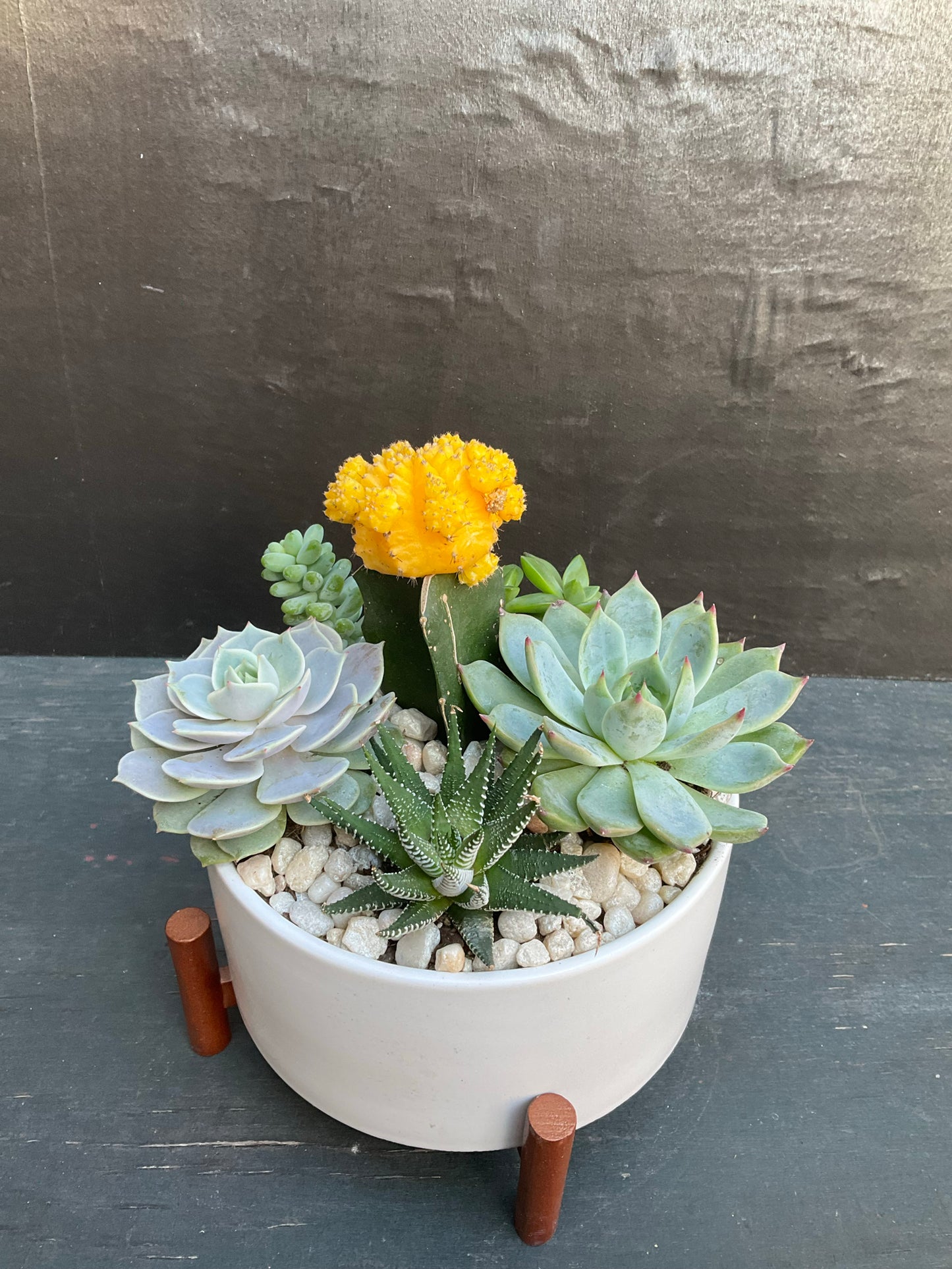 Sunny Succulent Bliss