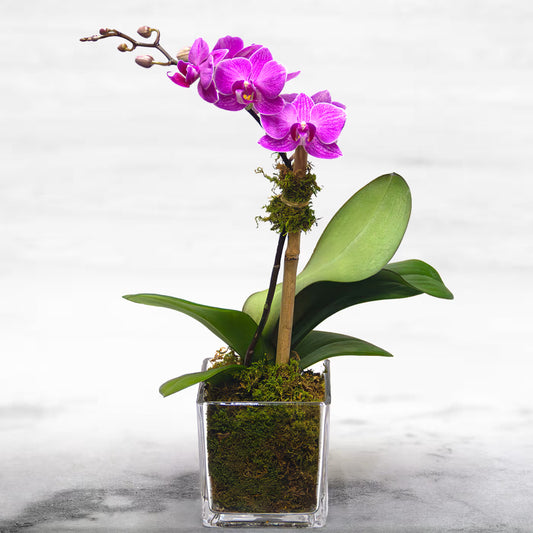 Phalaenopsis Mini Orchids | Handmade Bouquet